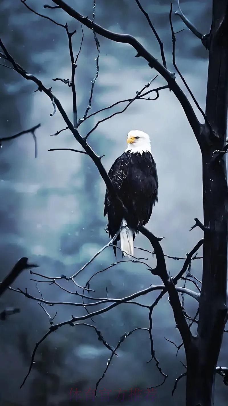 无限期休战,最大赢家出现!老鹰认清现实,火速解散东决班底 无限期休战,最大赢家出现!老鹰认清现实,火速解散东决班底